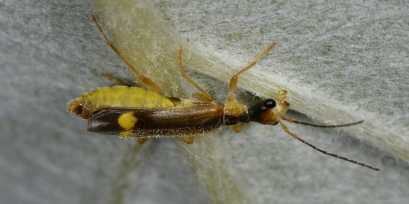 Cantharidae:  Malthinus sp?  S ,  Malthinus seriepunctatus